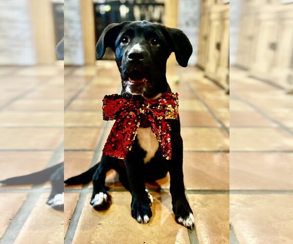 Medium Photo #3 Mutt Puppy For Sale in Royal Palm Beach, FL, USA