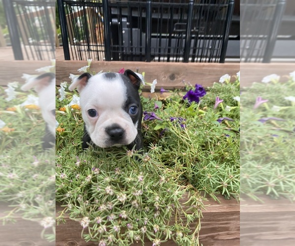 Medium Photo #5 Boston Terrier Puppy For Sale in FREDONIA, KS, USA