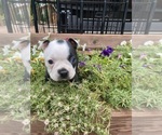 Small #4 Boston Terrier