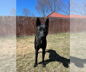 Labrador Retriever-Unknown Mix Dogs for adoption in Westwood, NJ, USA