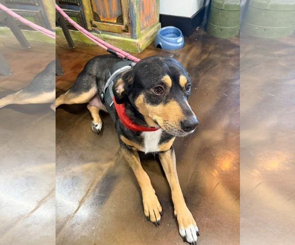 Medium Photo #5 Mutt Puppy For Sale in Westwood, NJ, USA