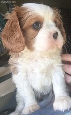 Cavalier King Charles Spaniel Puppy for sale in SACRAMENTO, CA, USA