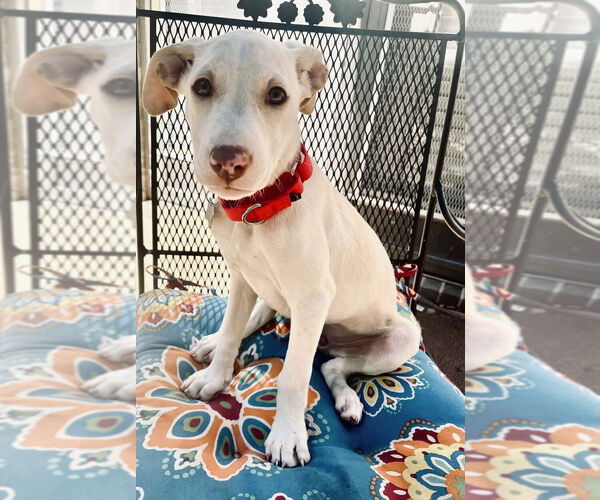 Medium Photo #1 Labrador Retriever-Unknown Mix Puppy For Sale in Boston, MA, USA