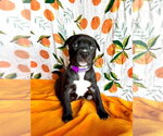 Small #2 Mutt