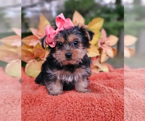 Yorkshire Terrier Puppy for sale in INDIANAPOLIS, IN, USA
