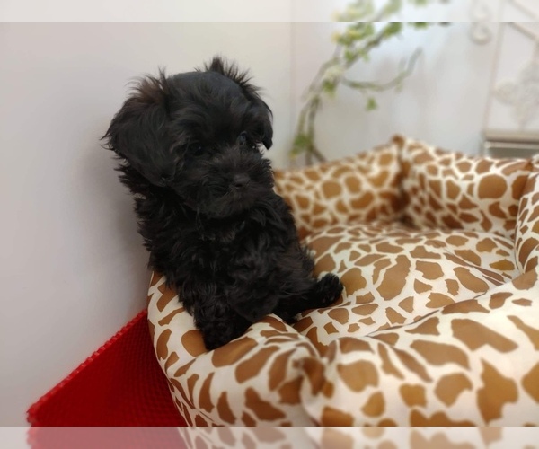 Medium Photo #1 Poodle (Toy) Puppy For Sale in SEATTLE, WA, USA