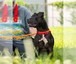Small #1 American Pit Bull Terrier