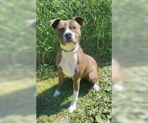 Mutt Dogs for adoption in Lake City, MI, USA