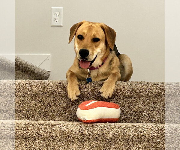 Medium Photo #6 Mutt Puppy For Sale in Fargo, ND, USA