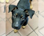 Small #1 Mutt