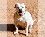 Small #3 Bulldog Mix