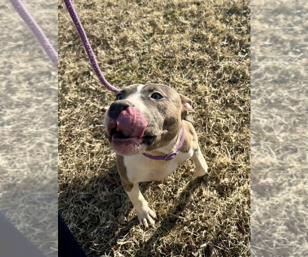 Medium Photo #2 Mutt Puppy For Sale in Glen Allen, VA, USA