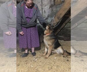 Father of the German Shepherd Dog puppies born on 04/18/2023