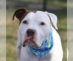 SHEILA - Female American Staffordshire Terrier-Unknown Mix Dog for Adoption - Small photo