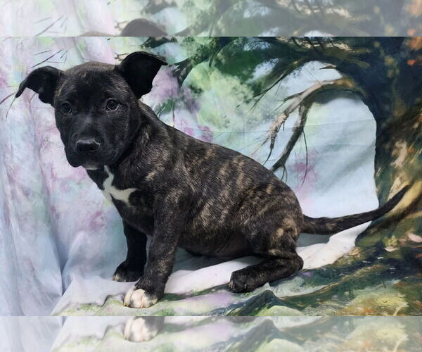 Medium Photo #3 American Pit Bull Terrier-Unknown Mix Puppy For Sale in Wetumpka, AL, USA
