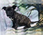 Small #2 American Pit Bull Terrier Mix