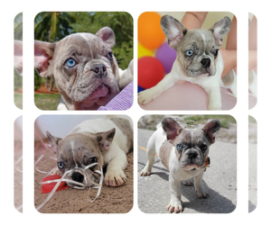 French Bulldog Puppy for sale in TAMPA, FL, USA