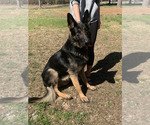 Small Photo #1 German Shepherd Dog Puppy For Sale in CROSSVILLE, TN, USA