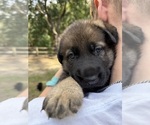 Puppy Blue German Shepherd Dog