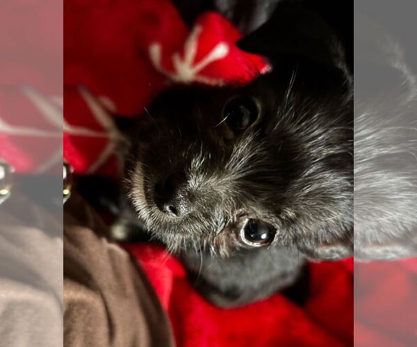 Medium Photo #6 Mutt Puppy For Sale in Gulfport, MI, USA