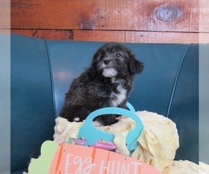 ShihPoo Puppy for sale in LE MARS, IA, USA