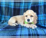 Small #6 Cocker Spaniel