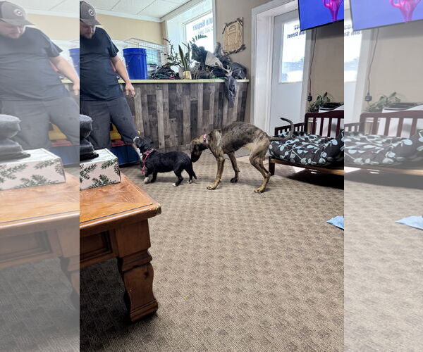 Medium Photo #30 Doberman Pinscher-Unknown Mix Puppy For Sale in Buffalo, MN, USA