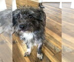 Small #1 Mutt