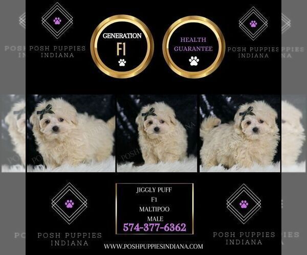 Medium Photo #50 Maltipoo (Miniature) Puppy For Sale in WARSAW, IN, USA