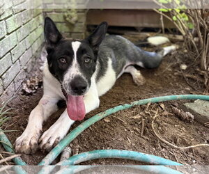 Delanie - Female Shollie Dog for Adoption - Photo #3