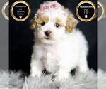 Small #7 Maltipoo