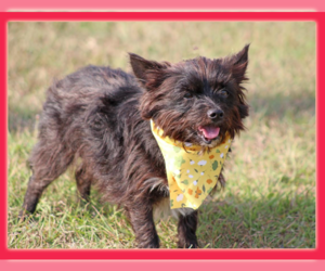 Mutt Dogs for adoption in Cranston, RI, USA