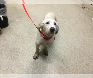 Labrador Retriever Dogs for adoption in Riverside, CA, USA