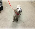 Small Labrador Retriever