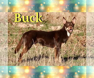 Australian Kelpie Dogs for adoption in Red Lodge, MT, USA