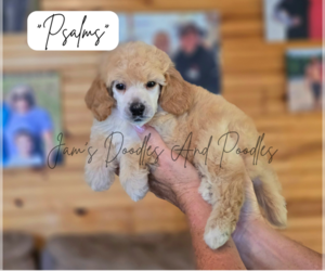 Poodle (Miniature) Puppy for Sale in CLEVELAND, Georgia USA