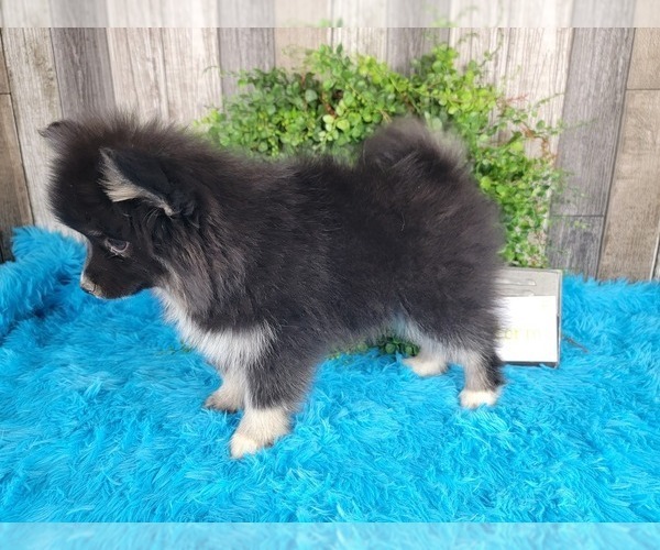 Medium Photo #4 Pomsky Puppy For Sale in BELLEVUE, IA, USA