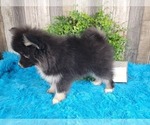 Small Photo #4 Pomsky Puppy For Sale in BELLEVUE, IA, USA