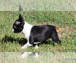 Elliot - Male Boston Terrier Puppy for Sale - Photo #2