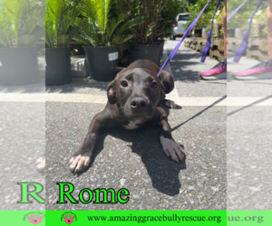 Rome - Male Labrador Retriever-Unknown Mix Dog for Adoption - Photo #7