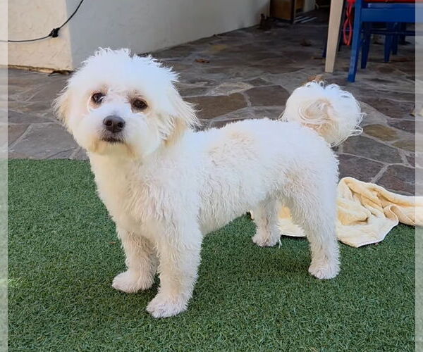 Medium Photo #2 Maltese Puppy For Sale in Mission Viejo, CA, USA