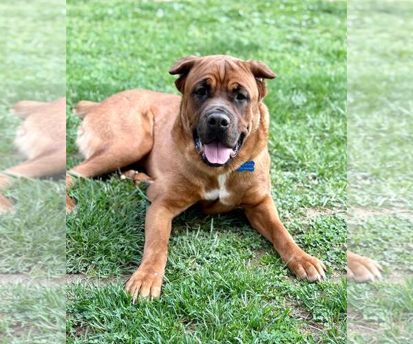 Medium Photo #3 Mastiff-Unknown Mix Puppy For Sale in Spring Lake, NJ, USA
