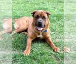 Small #2 Mastiff Mix