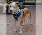 Small #1 American Pit Bull Terrier Mix