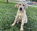 Puppy Green collar Labrador Retriever