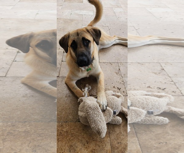 Medium Photo #4 Anatolian Shepherd Puppy For Sale in Pompano Beach , FL, USA
