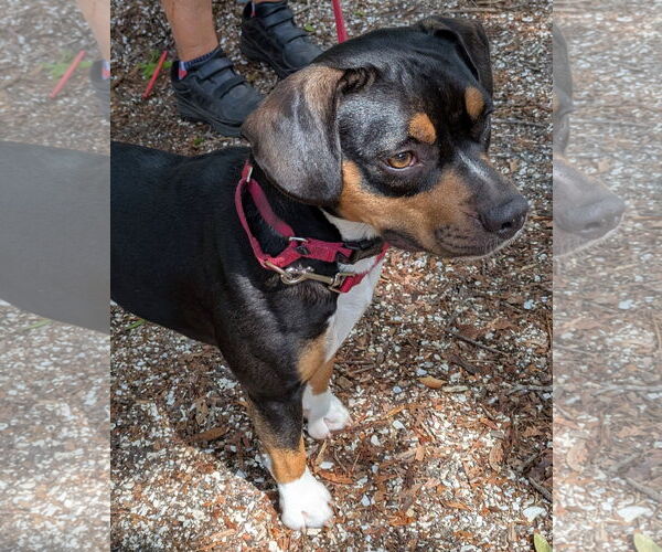 Medium Photo #14 Beabull Puppy For Sale in Dunnellon, FL, USA