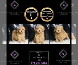 Maltipoo Puppy for sale in WARSAW, IN, USA