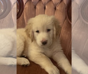 English Cream Golden Retriever Puppy for sale in FAYETTEVILLE, TN, USA