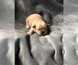 Shih Tzu Puppy for Sale in MILTON, Florida USA